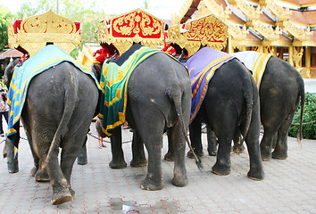 Image showing Elephants