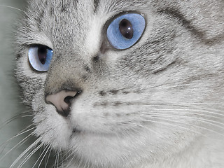 Image showing cat eyes