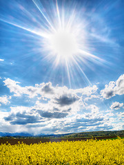 Image showing Colza field under spring sun