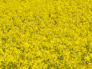 Image showing Blooming rapeseed field