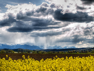 Image showing Rape field at spring