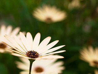Image showing Spring daisies