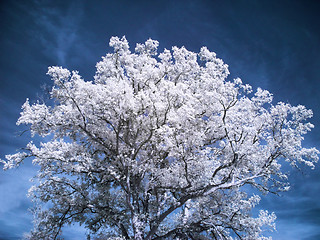 Image showing Beautiful white tree