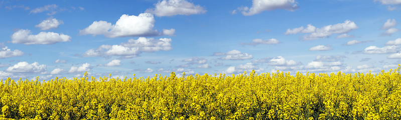 Image showing Rapeseed field panoramic landscape