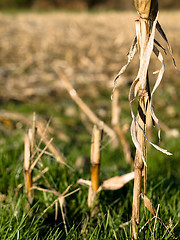 Image showing Dry corn stacks