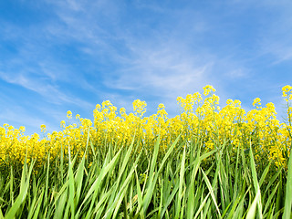 Image showing Rapeseed field