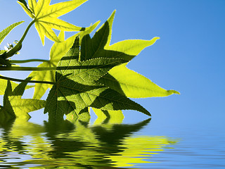 Image showing Green leaves