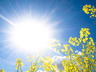 Image showing Rapeseed field at spring