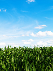 Image showing Young wheat field at spring