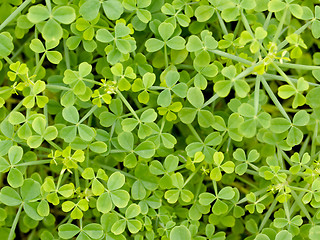 Image showing Clover background