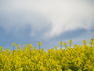 Image showing Colza or canola field under stormy sky