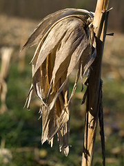 Image showing Dry corn stalk