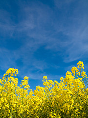 Image showing Rapeseed field