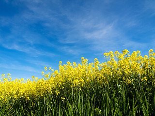 Image showing Rapeseed field