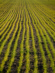 Image showing Young wheat field