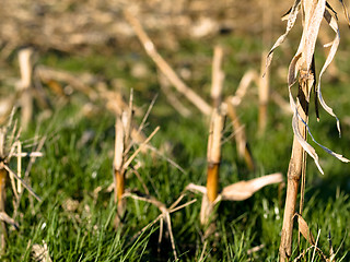 Image showing Dry corn stacks