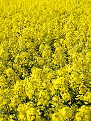 Image showing Blooming rapeseed field