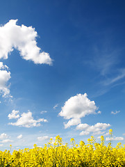 Image showing Rapeseed field