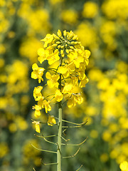 Image showing Rapeseed blooming