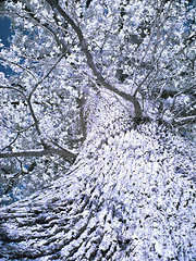 Image showing Infrared tree