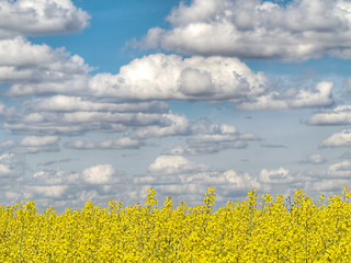 Image showing Yellow rape field