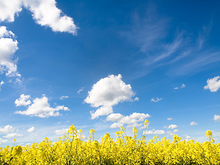 Image showing Rapeseed field