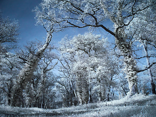 Image showing Infrared forest