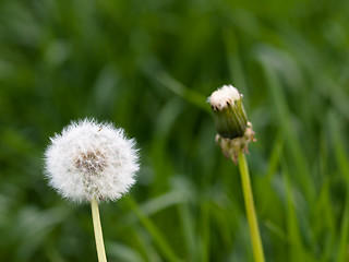 Image showing Two dandellions