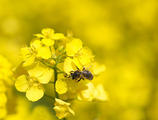 Image showing Bee on rapeseed 