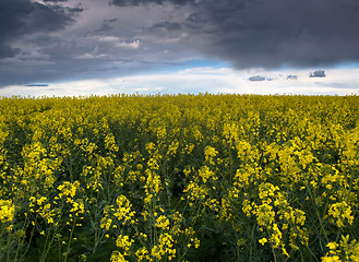 Image showing Colza or canola field under stormy sky