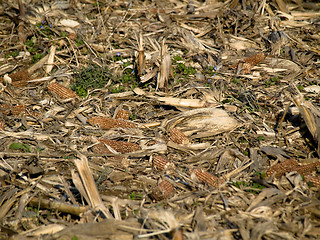 Image showing Dry corn ears