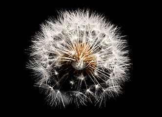 Image showing Dandelion on black