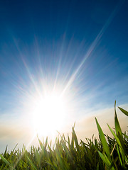 Image showing Beautiful fresh green wheat  against sun at spring