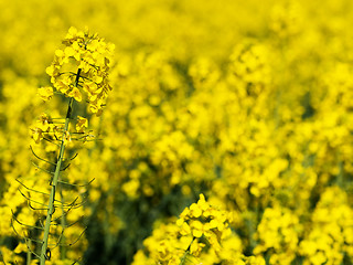 Image showing Rapeseed closeup