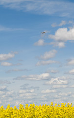 Image showing Rapeseed field and airliner approaching