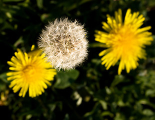 Image showing three dandelions