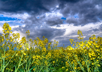 Image showing Colza or canola field