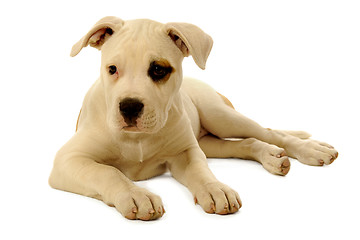 Image showing Puppy