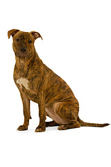 Image showing Staffordshire terrier dog