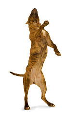 Image showing Standing dog.