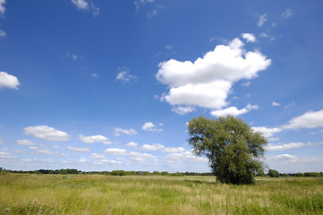 Image showing Landscape with tree