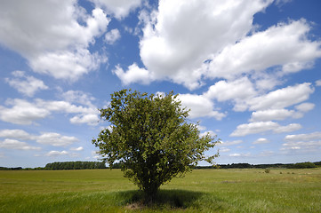 Image showing Tree on field