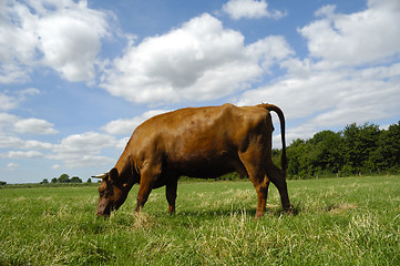 Image showing Cow eating grass