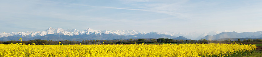 Image showing Panoramic landscape of a rapeseed field