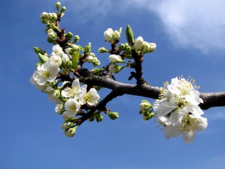 Image showing fruit tree with flowers