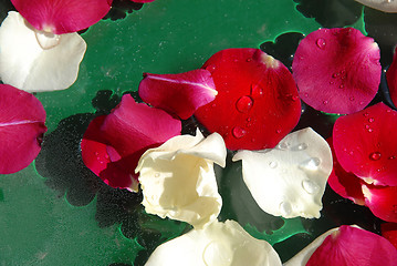 Image showing Rose petals background