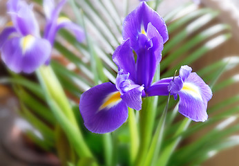 Image showing Purple iris