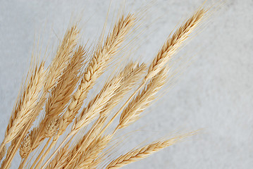 Image showing wheat ears