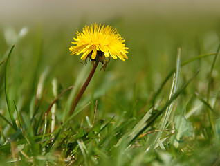 Image showing Yellow dandelion