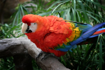 Image showing Scarlet Macaw